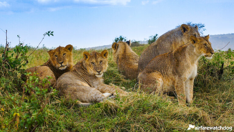 Best Travel Inspired Virtual Backdrops for Zoom Meetings ...