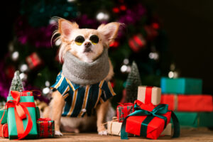 The Best Gifts for Pets 2020